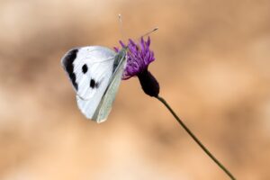 花粉による肌荒れの効果的な対策は？