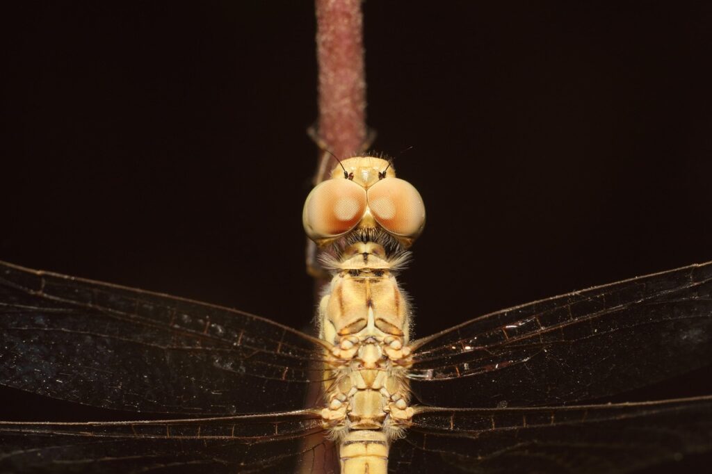 花粉の付着を防ぐ帰宅後の洗顔やり方は？