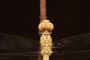 花粉の付着を防ぐ帰宅後の洗顔やり方は？