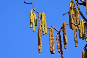 花粉アレルギーによる顔の赤みを軽減する対策は？