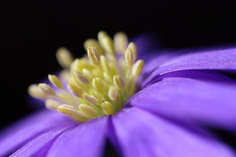 マスク花粉皮膚炎に効果的なワセリンの使い方は？