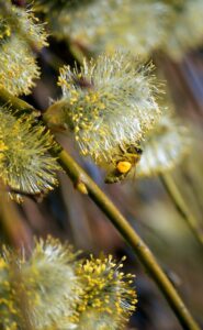 花粉症の春にゆらぎ肌を美容液で減らす方法は？