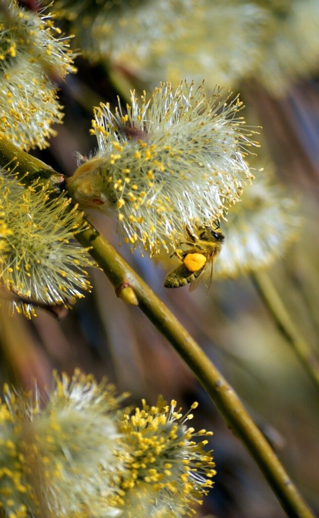 花粉症の春にゆらぎ肌を美容液で減らす方法は？