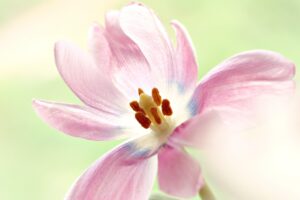花粉症による花粉皮膚炎で鼻横がヒリヒリする時の対処法は？