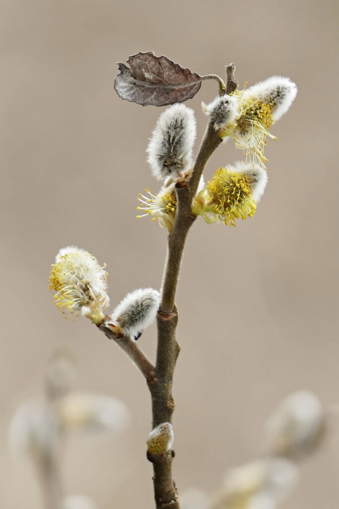 花粉症のマスクを捨てる前に確認すべき手順は？