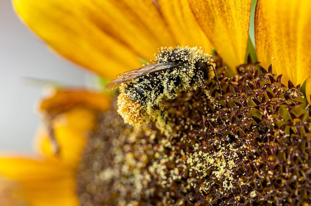 花粉症のメイクしない日、肌バリアの回復方法は？