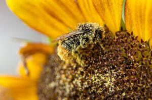 花粉症のメイクしない日、肌バリアの回復方法は？