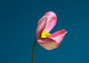 花粉症の悩みを軽減する生活習慣と肌バリア、空気清浄機の効果は？