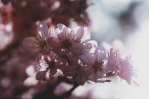 花粉症の方必見！生活習慣で肌バリアを強化する洗顔前の手洗い法とは？