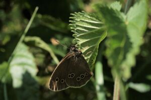 花粉症の生活習慣で肌バリアを強化するための帽子の効果とは？